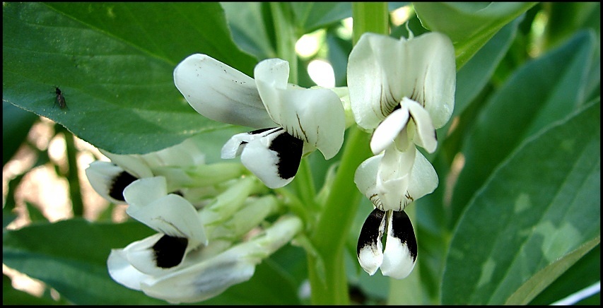 Broad bean