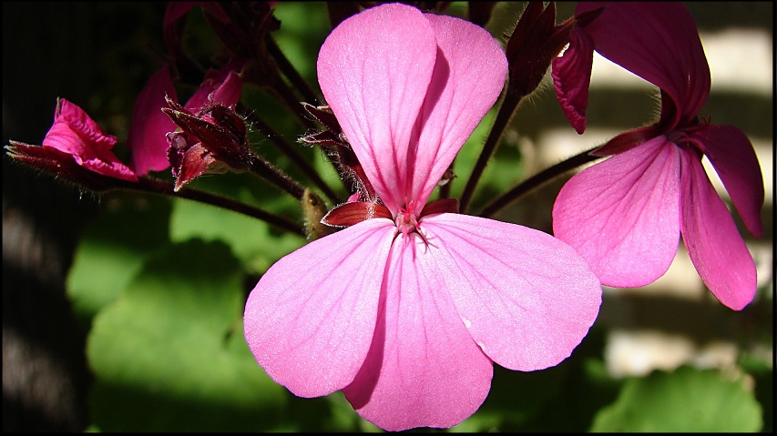 Pink flower