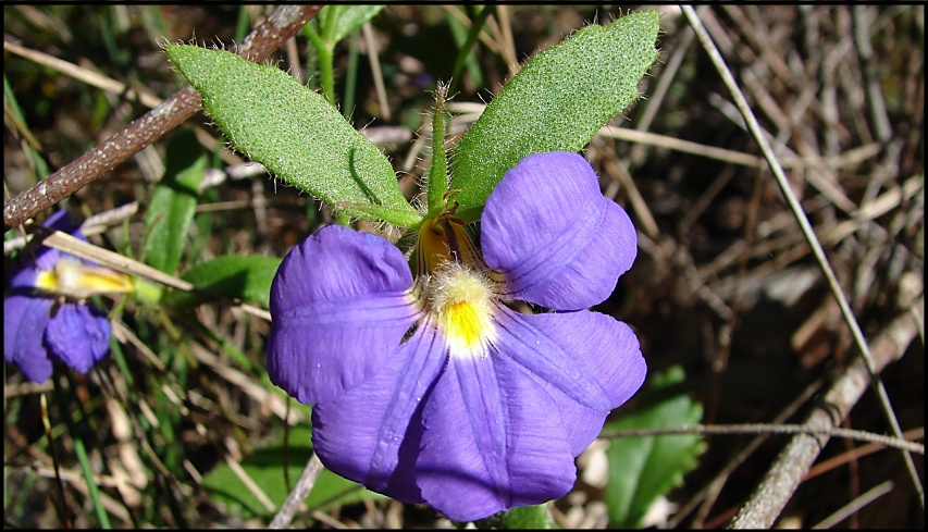 purple flower