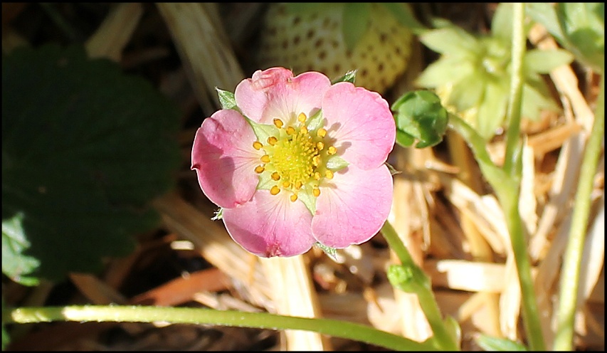 strawbery flower