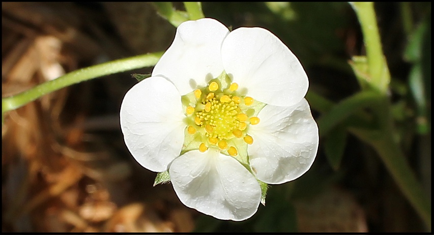 strawberry flower