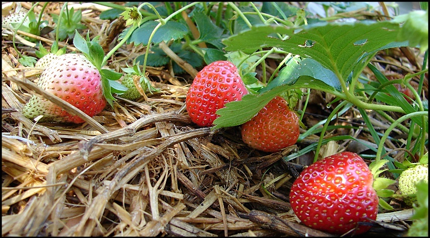 strawberries