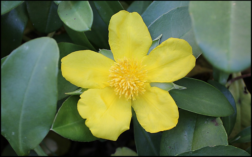 yellow flower