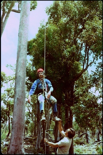 Climbing the tree at Busselton