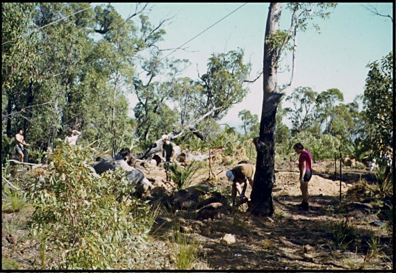 Cutting down tree